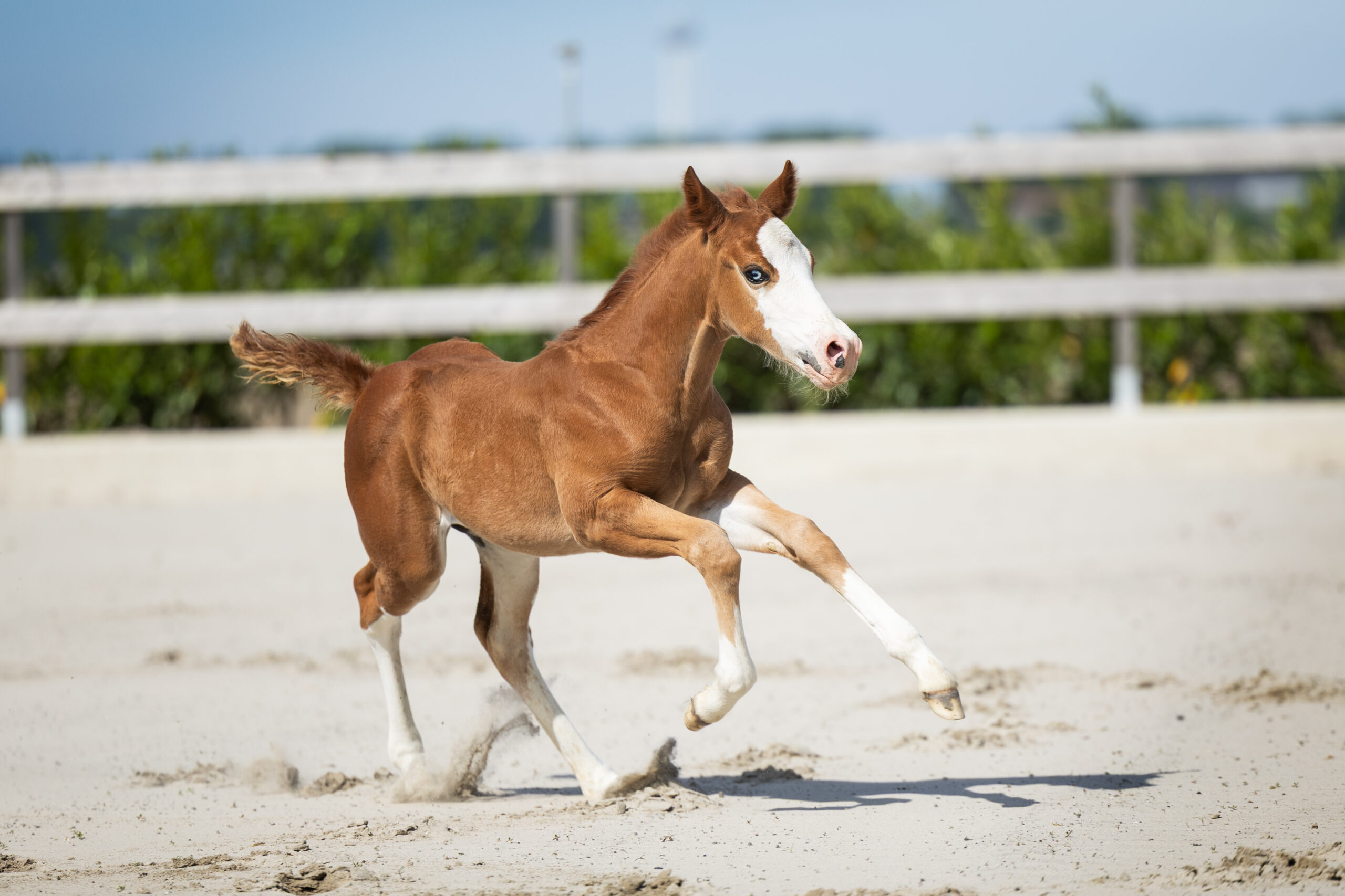 Quarter Horse veulen OK Farm Reiners