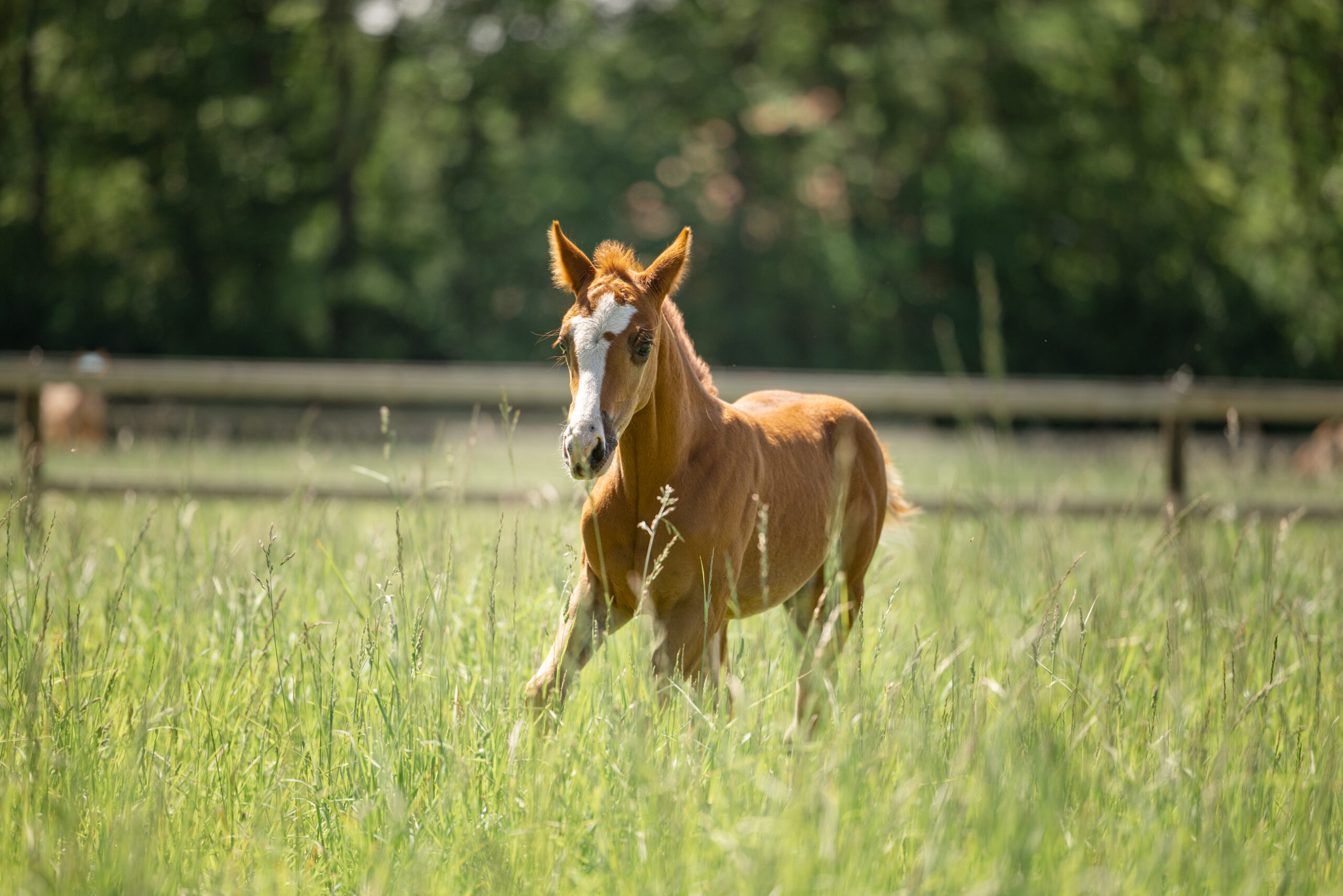 Quarter Horse veulen met trainer