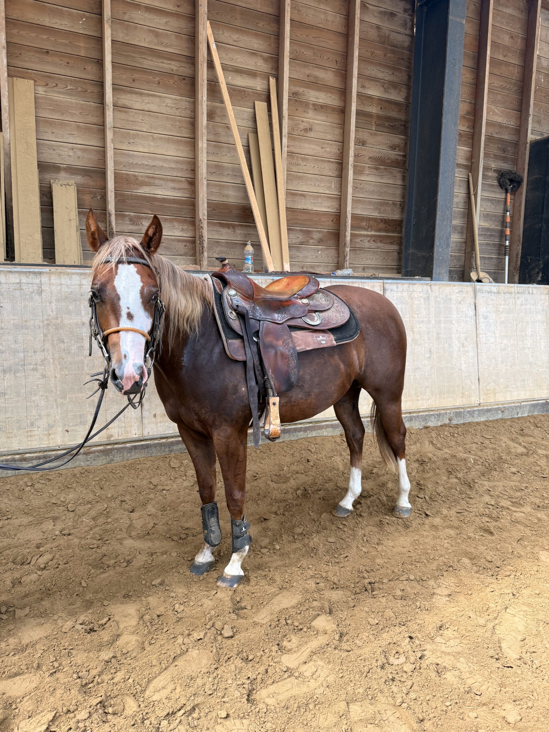 Quarter Horse veulen in de weide