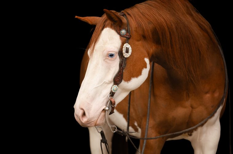 Natuurlijke voeding voor Quarter Horses