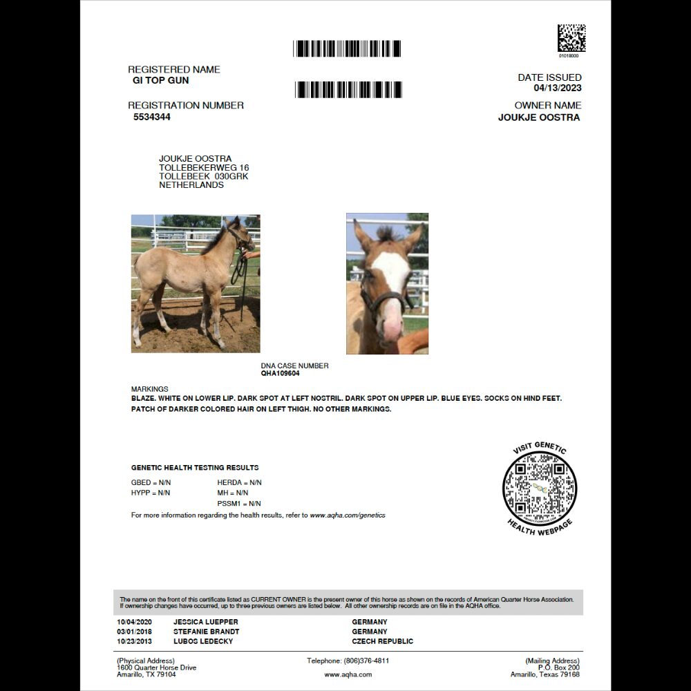 Jaarling Quarter Horse in de wei in Flevoland