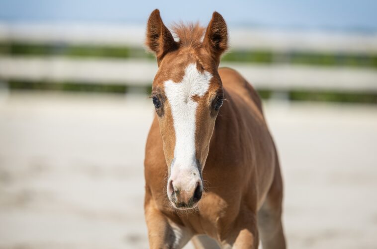 Quarter horse veulen