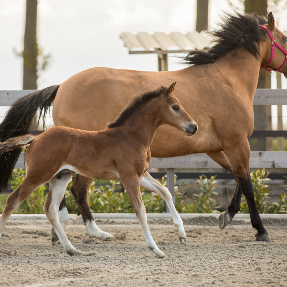 Quarter Horse veulens te koop – OK Farm Reiners