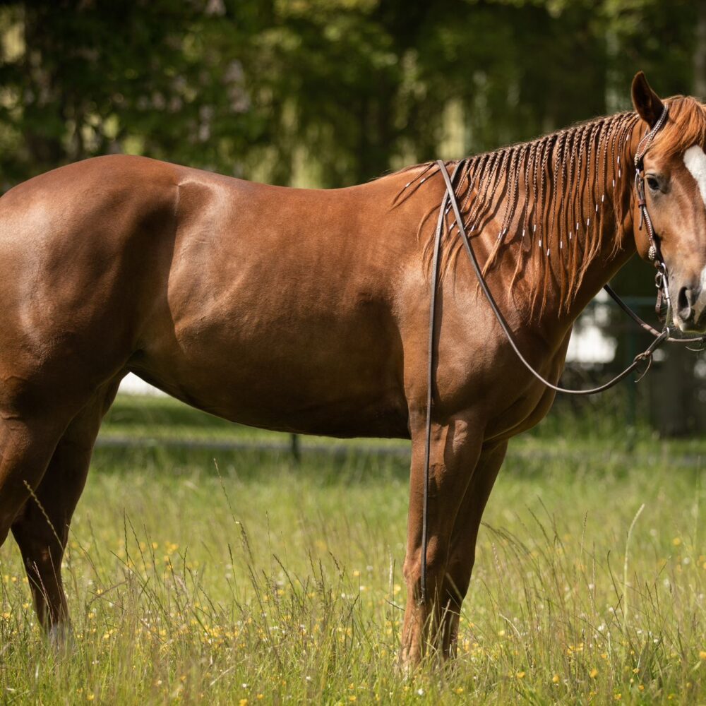 Quarter Horse fokmerries