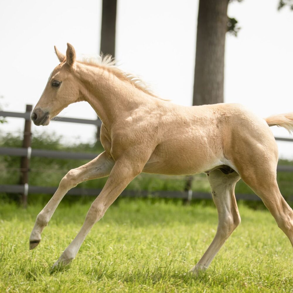 Quarter Horse veulen OK Farm Reiners