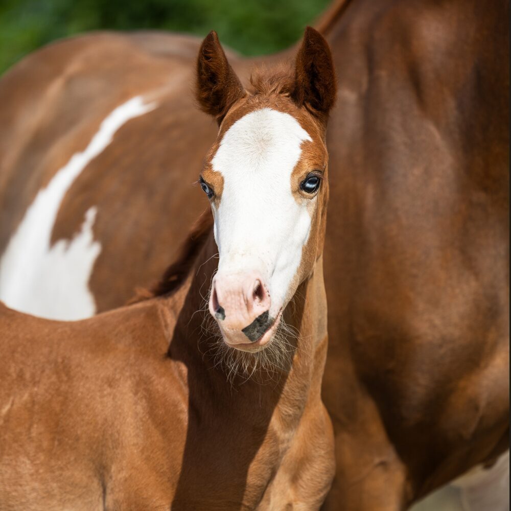 Quarterhorse veulen
