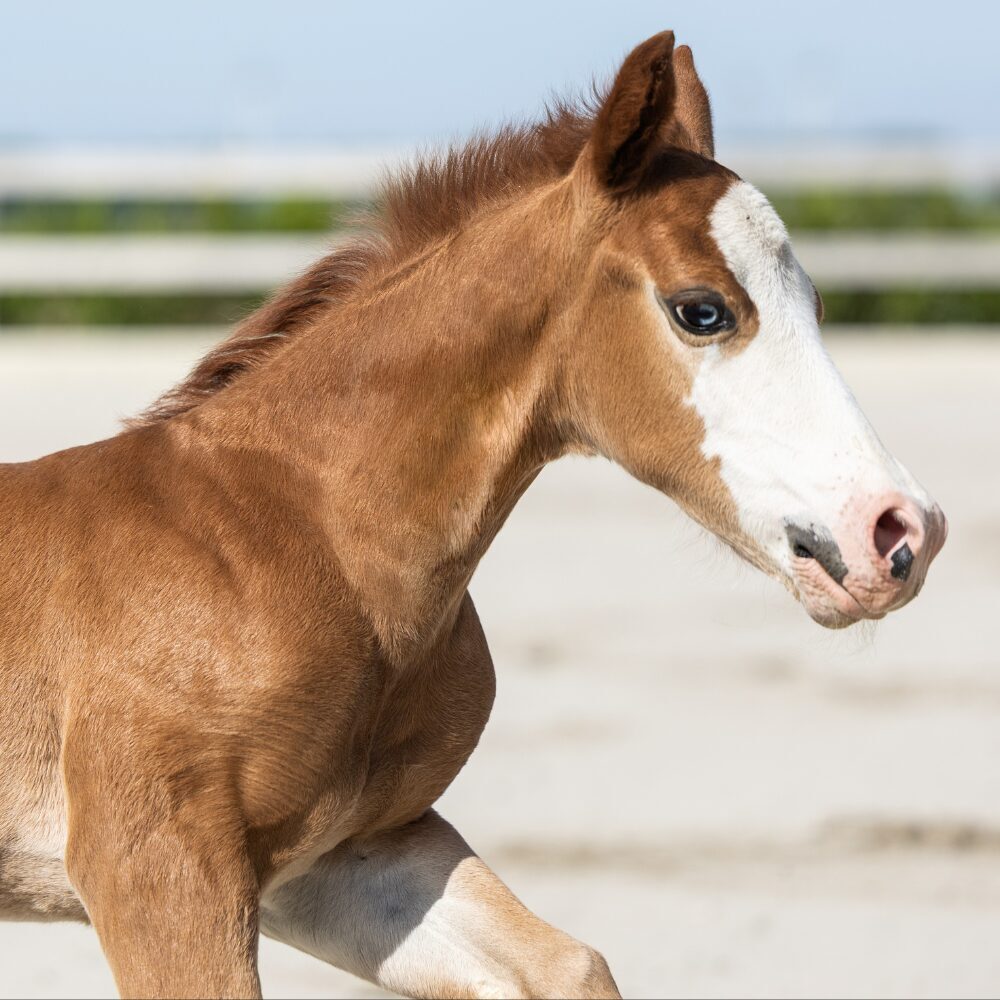 Quarterhorse veulen
