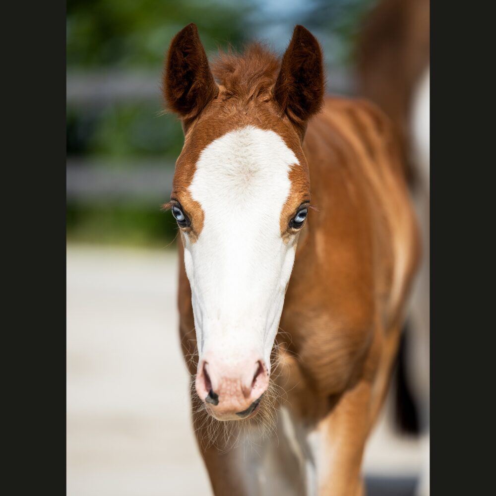 Quarterhorse veulen
