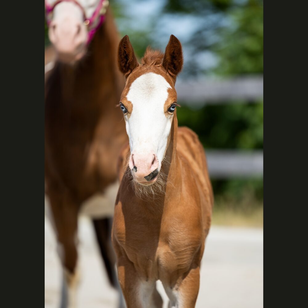 Quarterhorse veulen