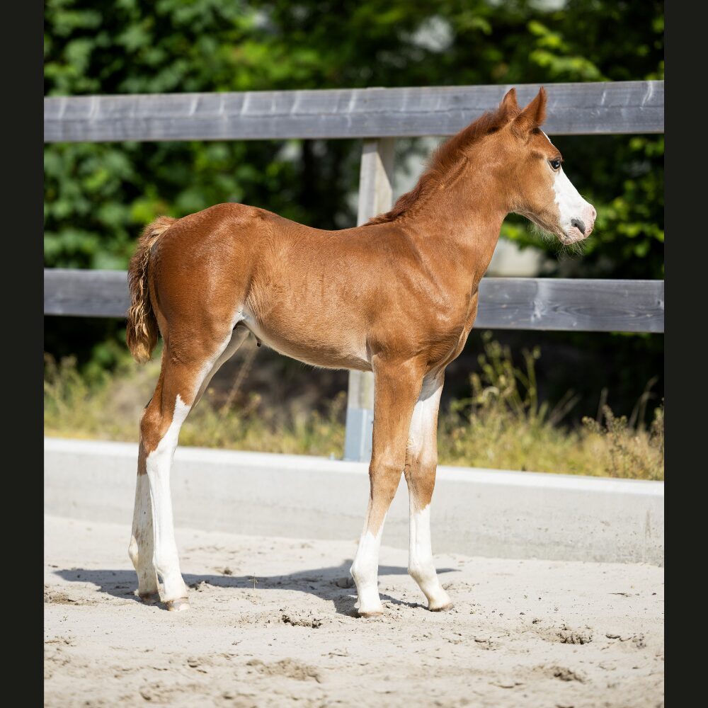 Quarterhorse veulen