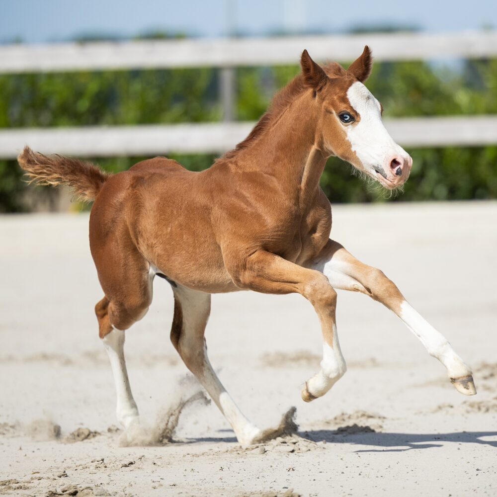 Quarterhorse veulen