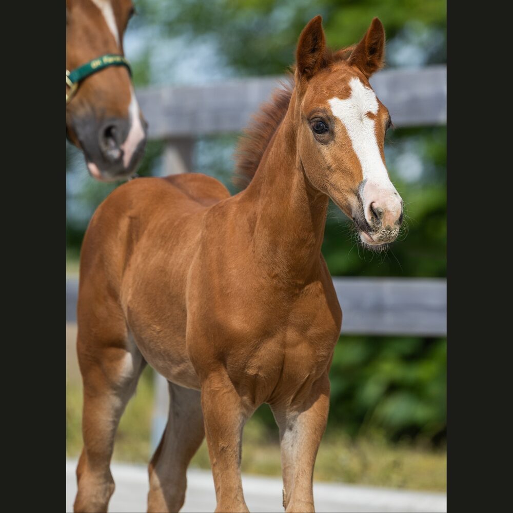 Quarterhorse veulen