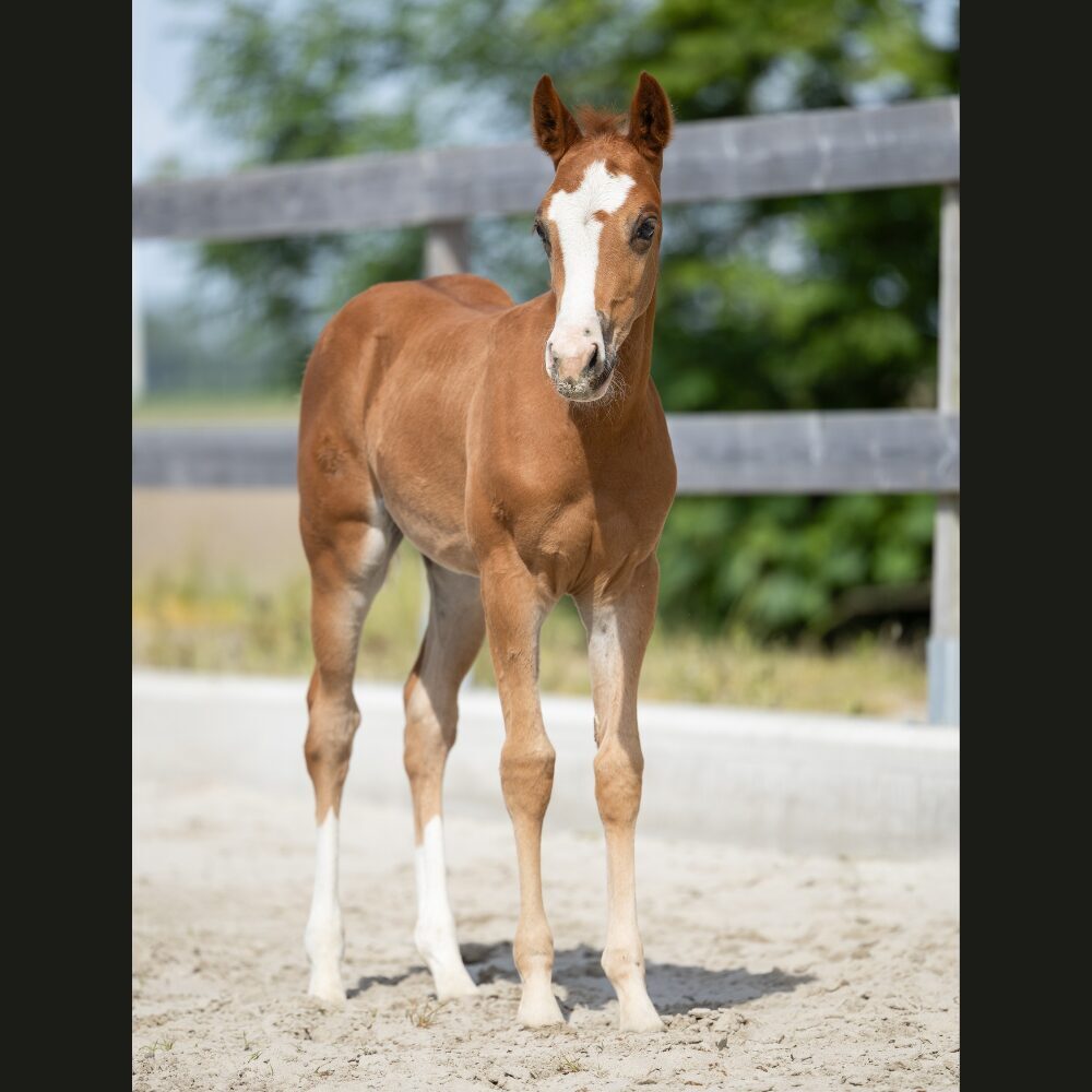 Quarterhorse veulen