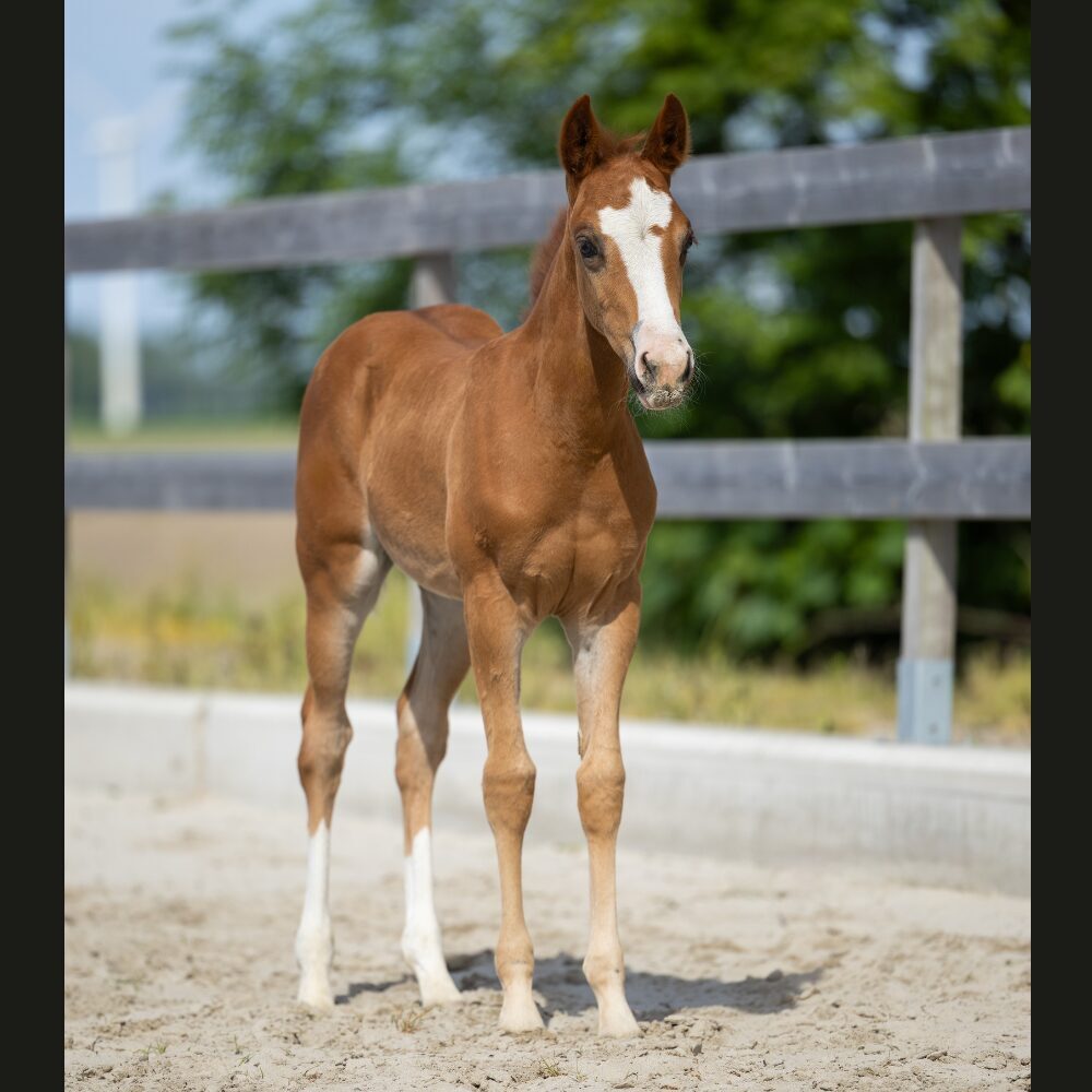 Quarterhorse veulen