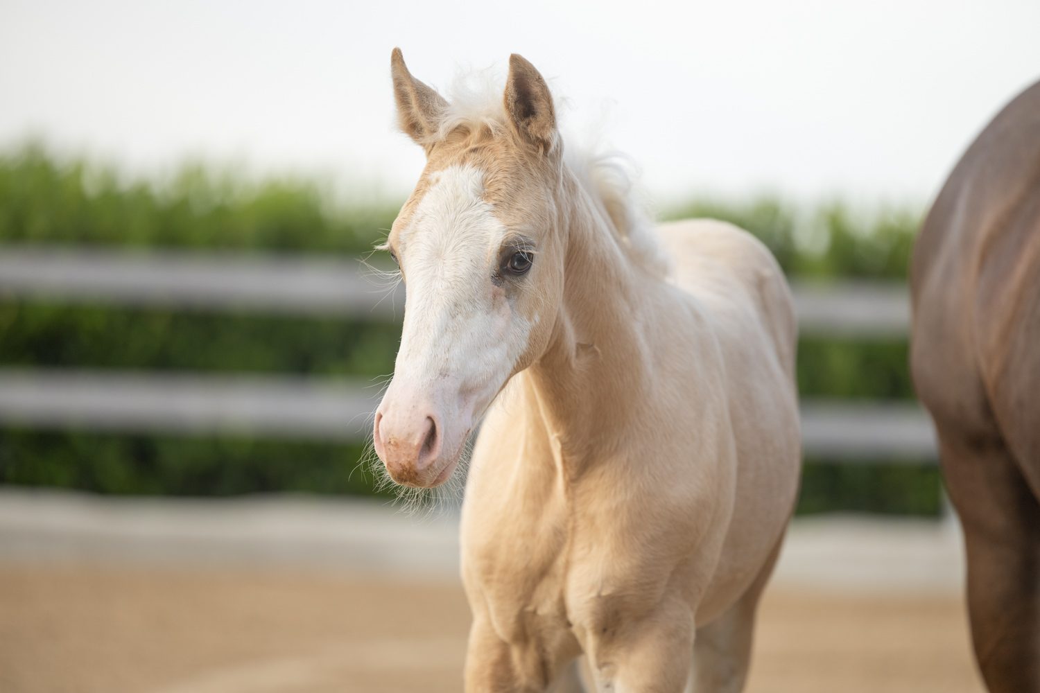 Quarter Horse veulen Donna – foto 1