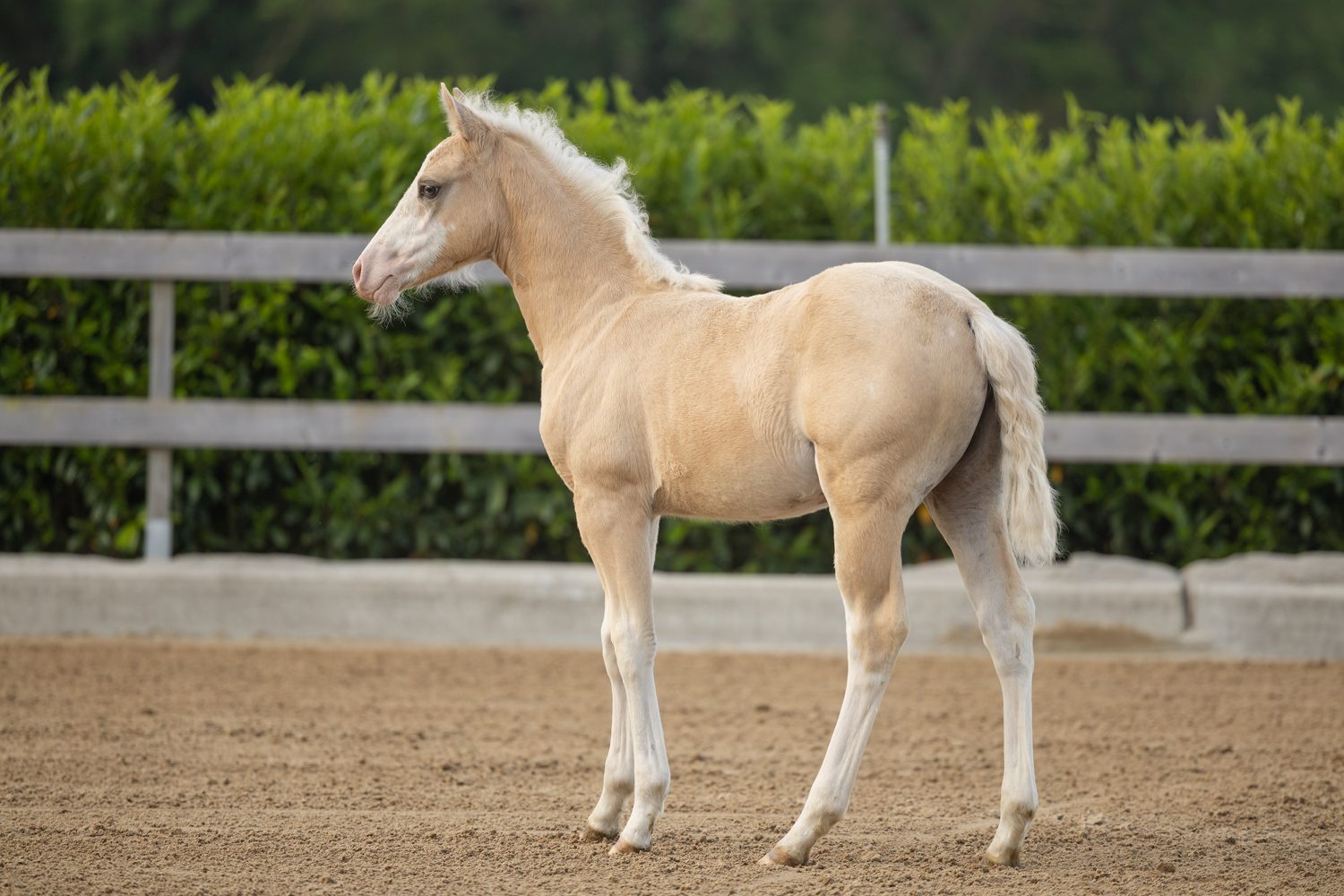 Quarter Horse veulen Donna – foto 2