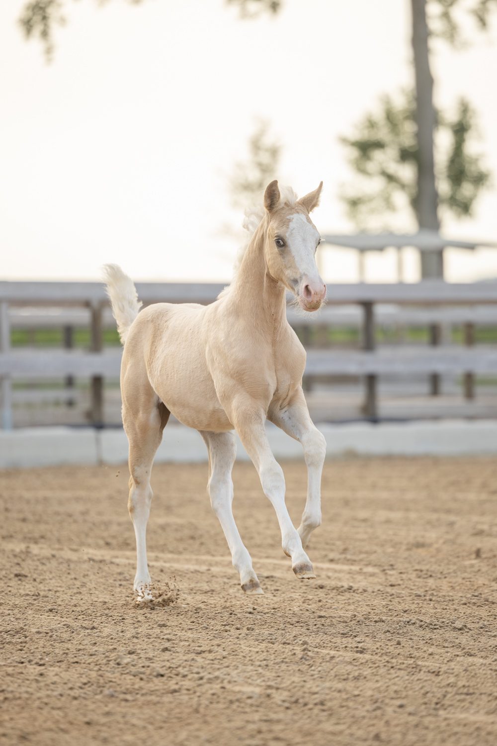 Quarter Horse veulen Donna – foto 3