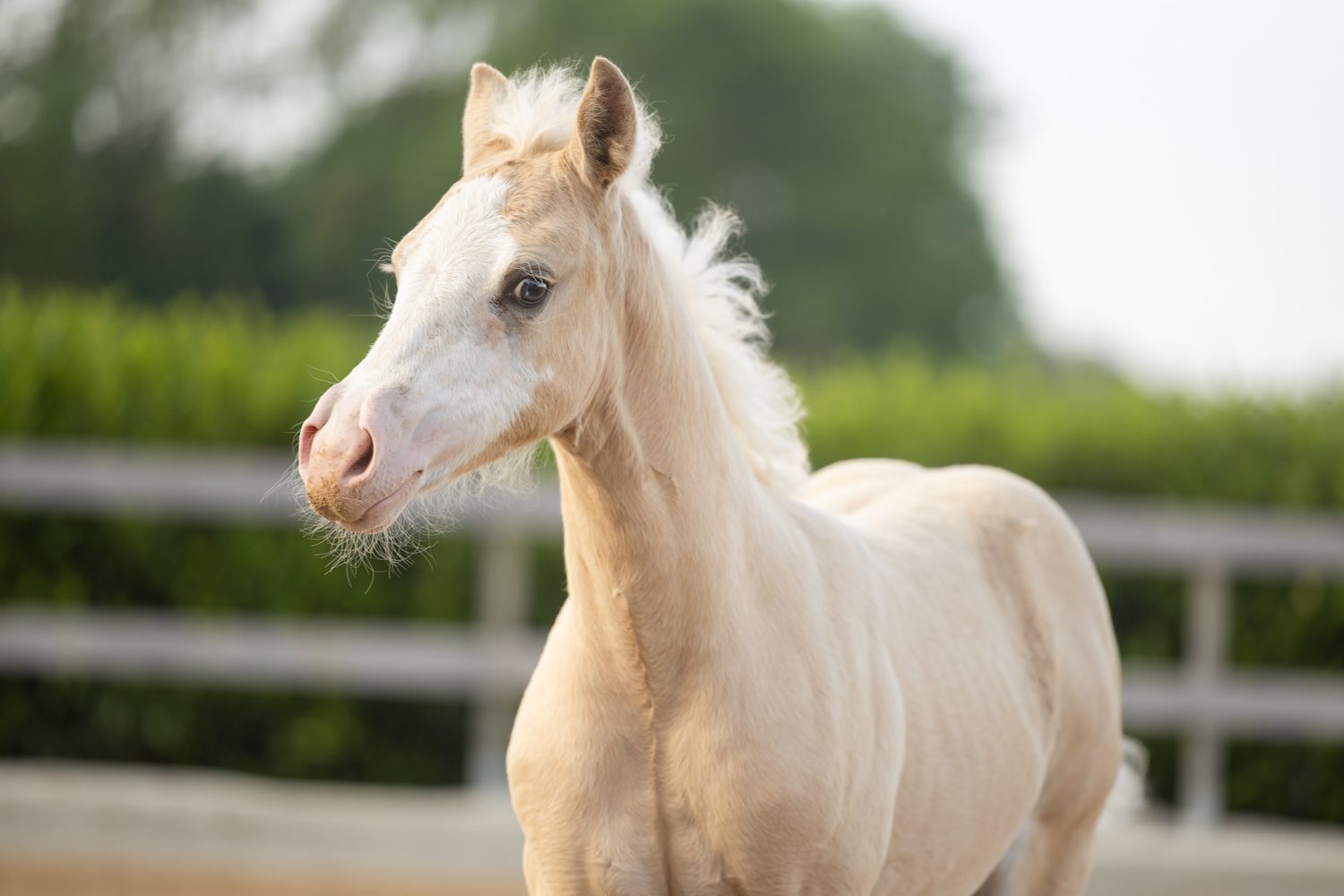 Quarter Horse veulen Donna – foto 4