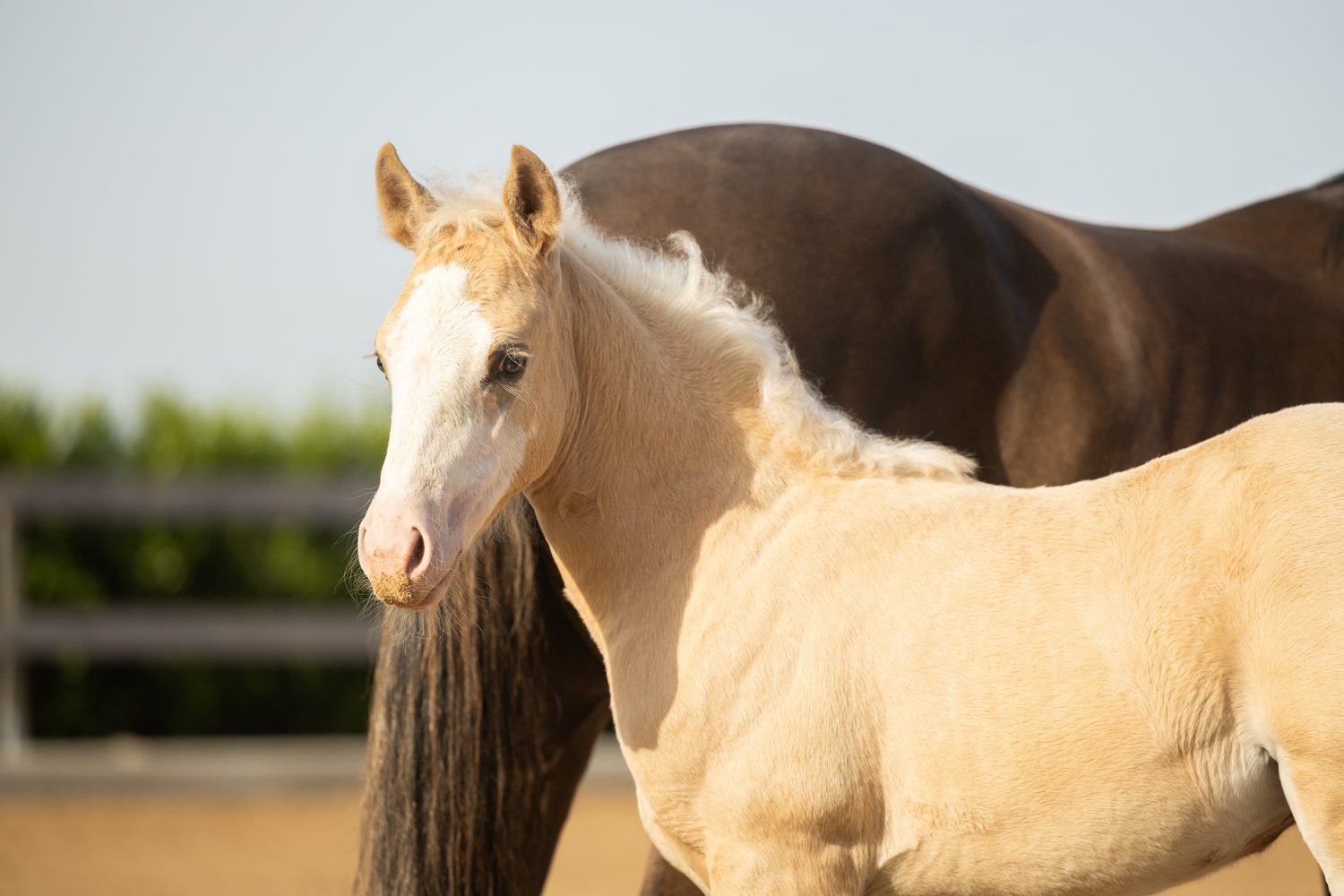 Quarter Horse veulen Donna – foto 5