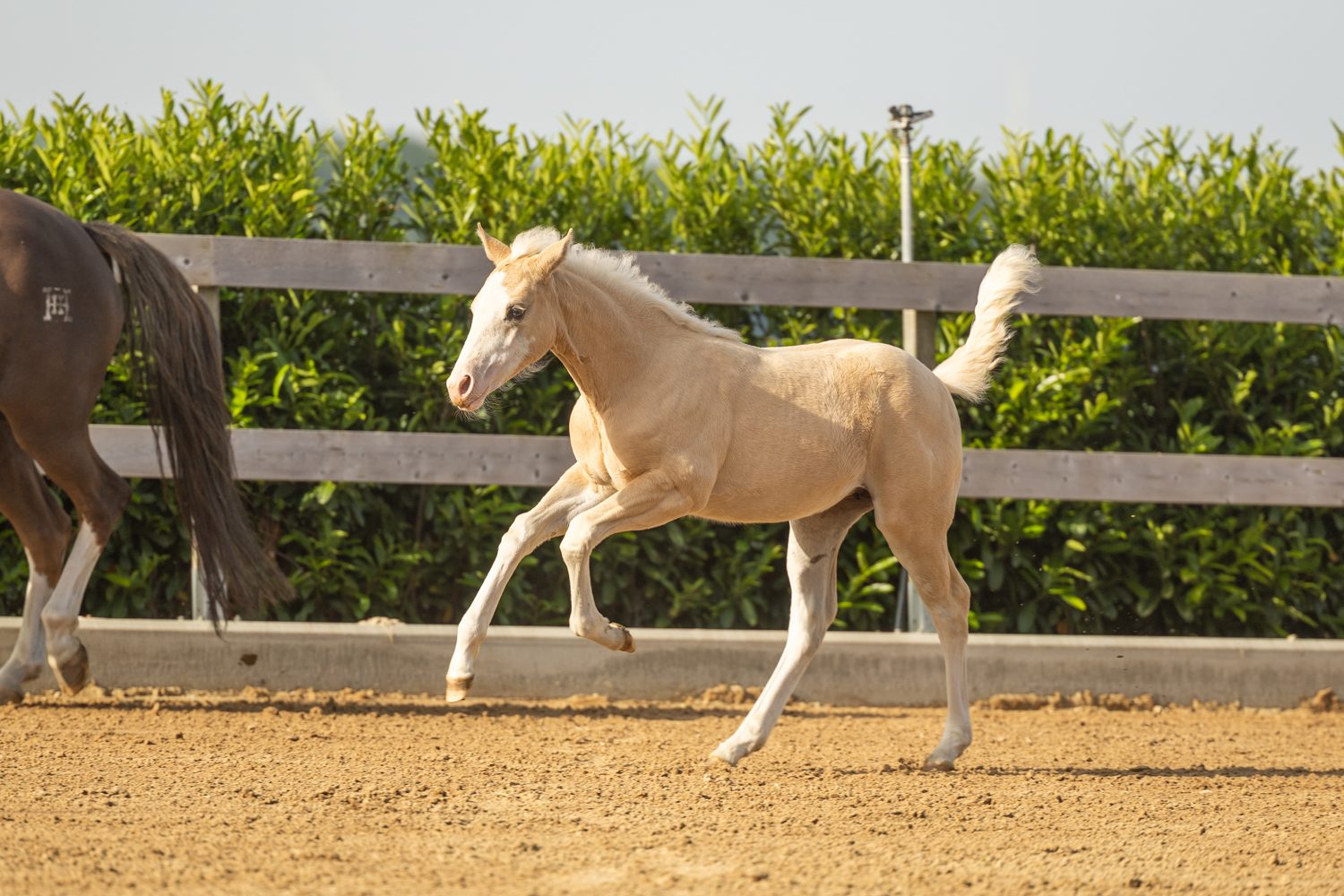 Quarter Horse veulen Donna – foto 6