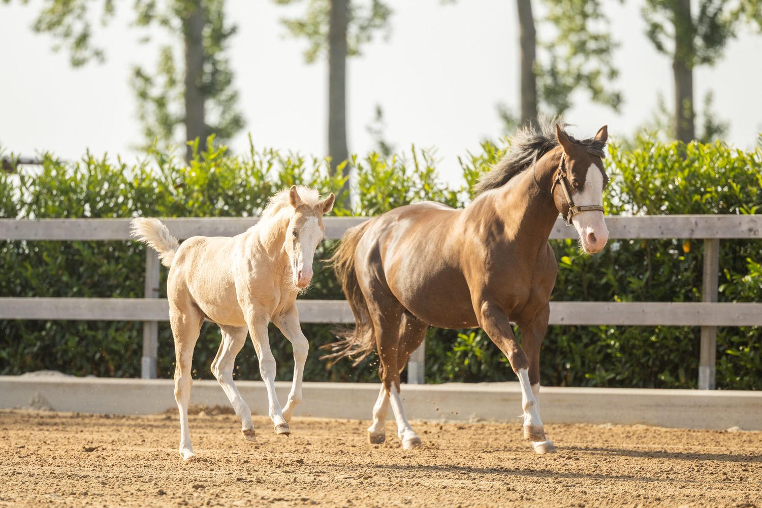 Quarter Horse veulen Donna – foto 7