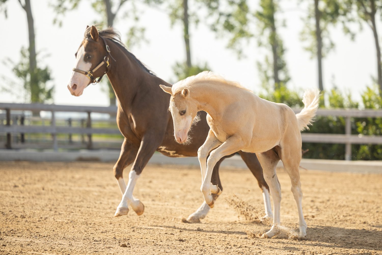 Quarter Horse veulen Donna – foto 8