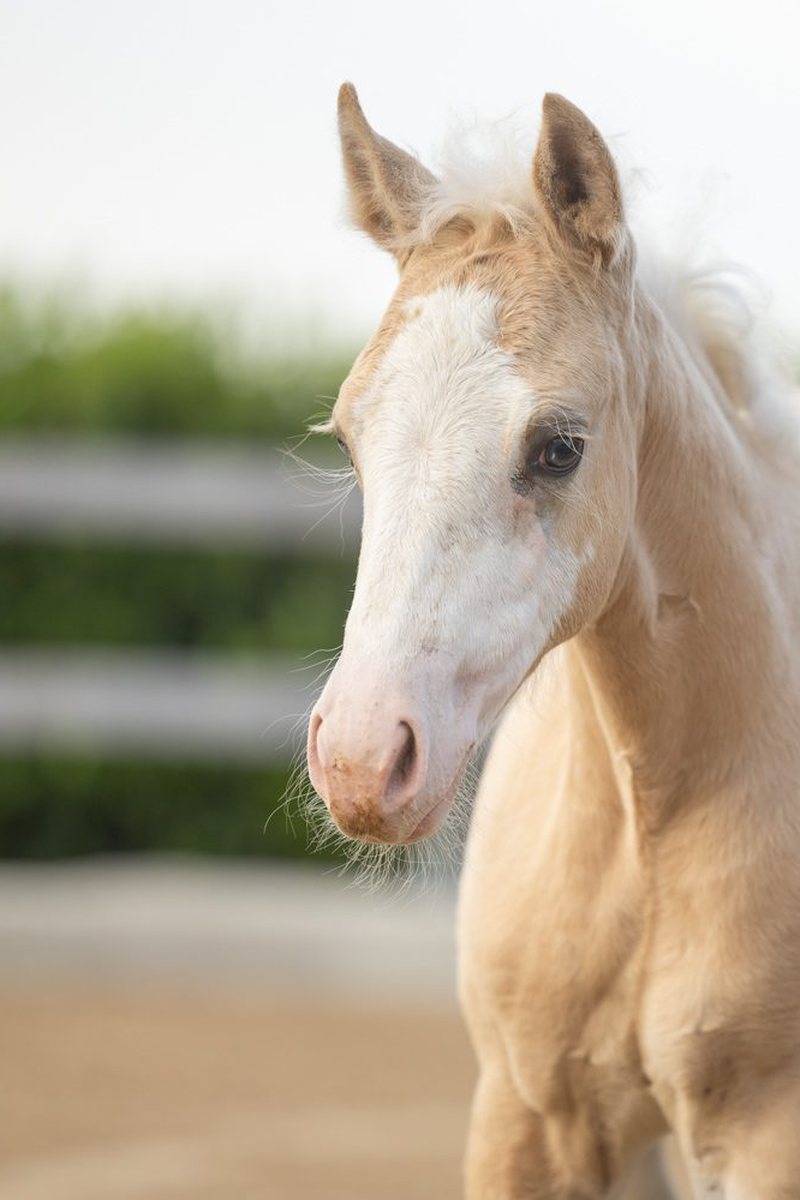 Quarter Horse veulen Donna (2026) te koop bij OK Farm Reiners