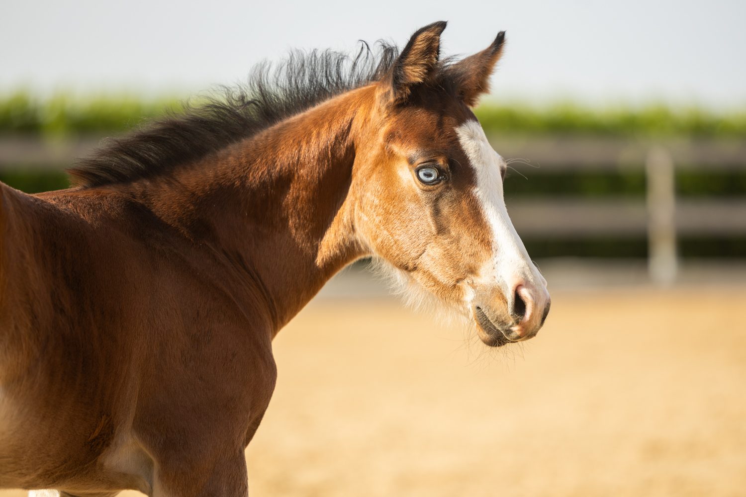Quarter Horse veulen Roxx – foto 1