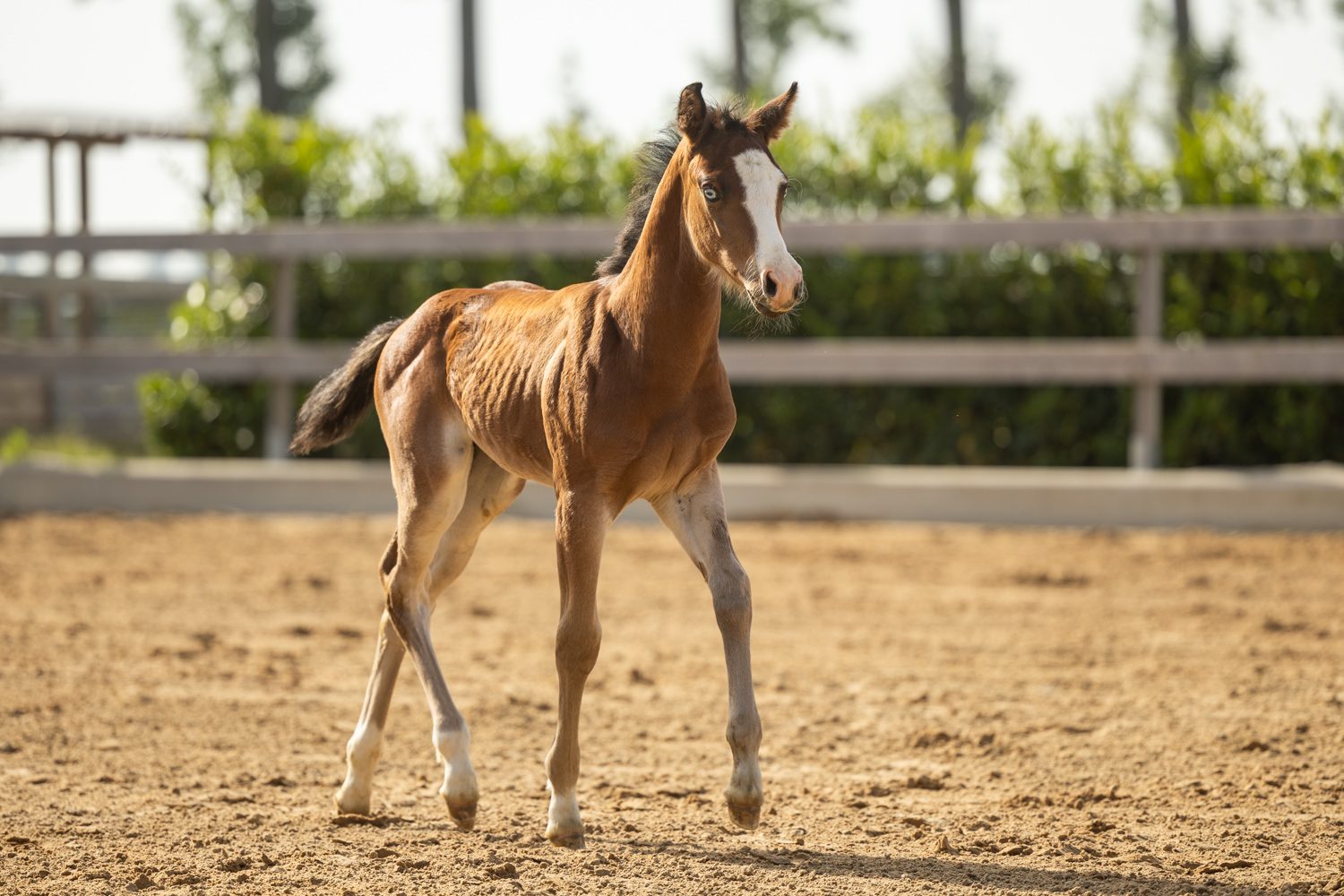 Quarter Horse veulen Roxx – foto 2