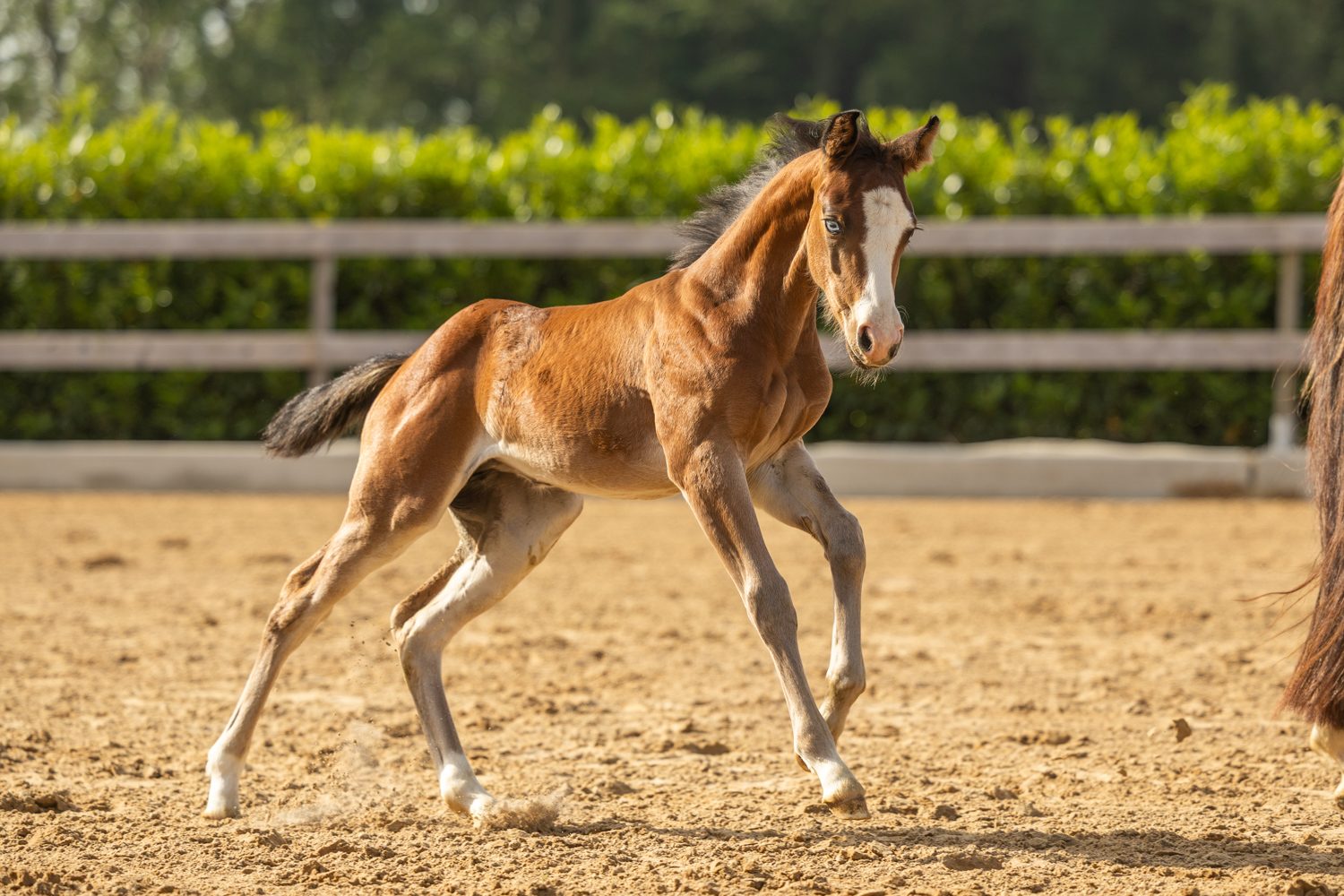Quarter Horse veulen Roxx – foto 3
