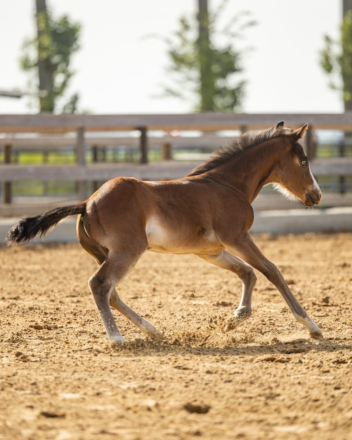 Quarter Horse veulen Roxx – foto 4