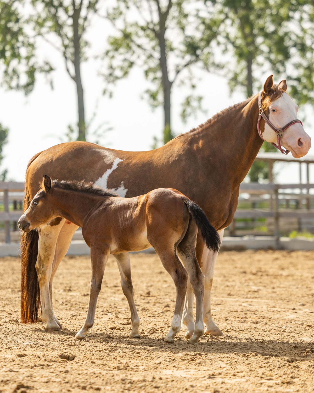 Quarter Horse veulen Roxx – foto 5