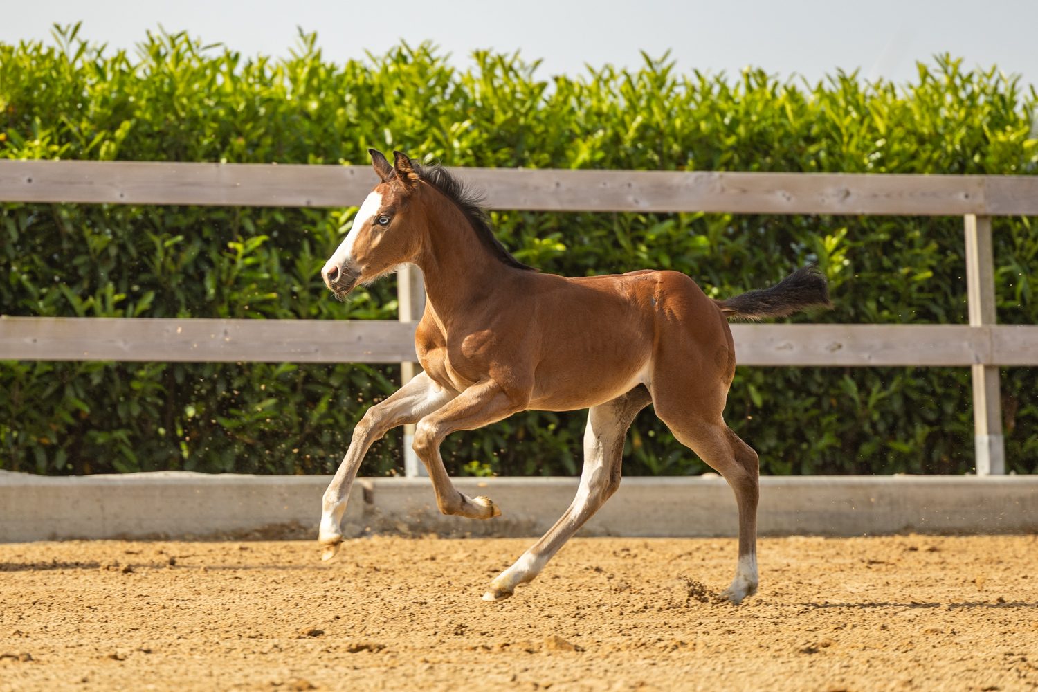Quarter Horse veulen Roxx – foto 6