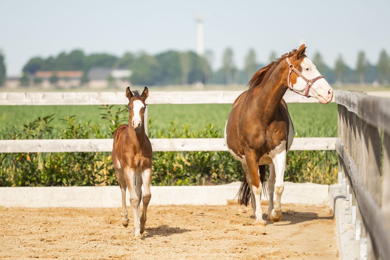 Quarter Horse veulen Roxx – foto 7