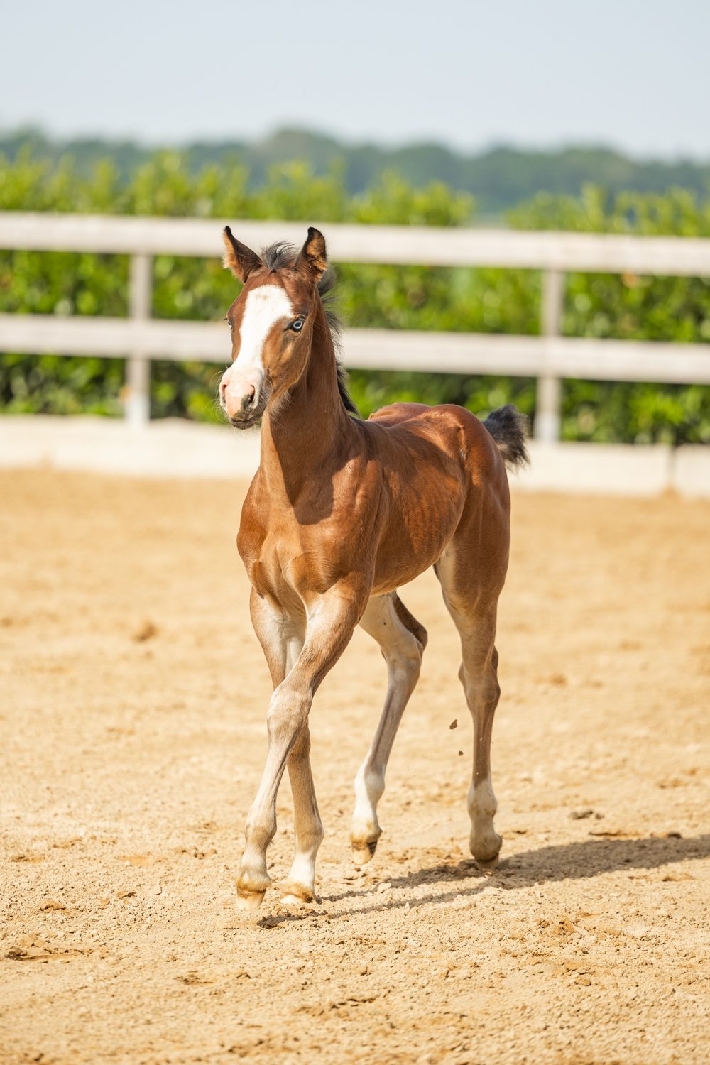 Quarter Horse veulen Roxx – foto 8