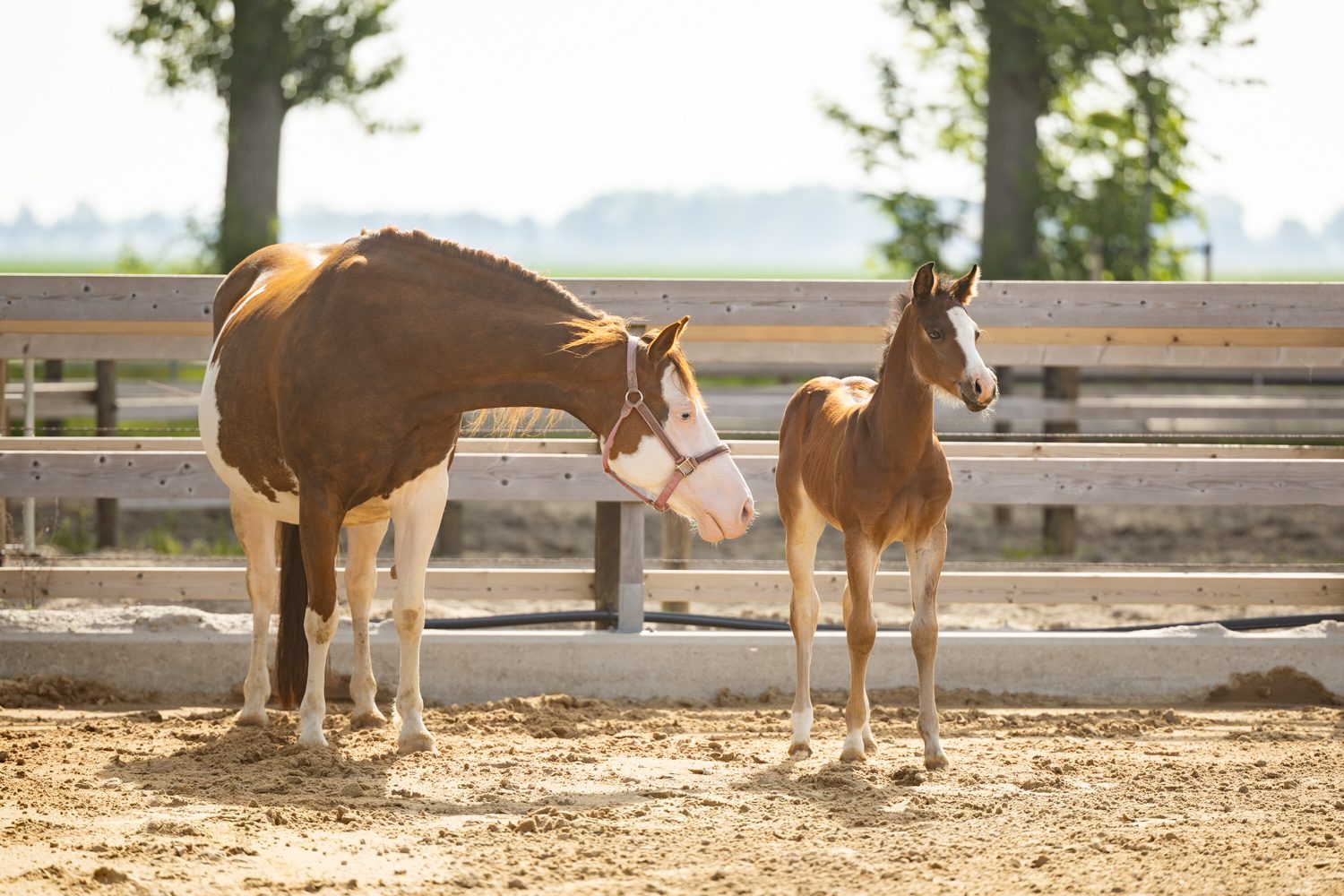 Quarter Horse veulen Roxx – foto 9