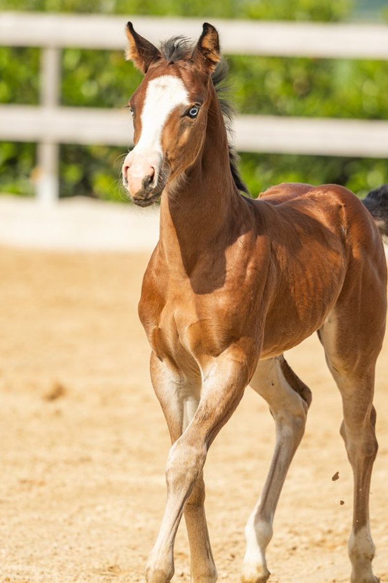 Quarter Horse veulen Roxx (2026) te koop bij OK Farm Reiners