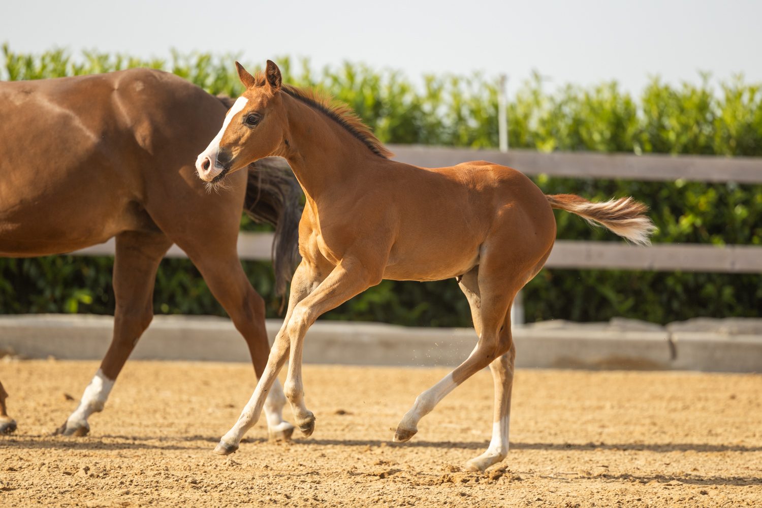Quarter Horse veulen Tess – foto 1