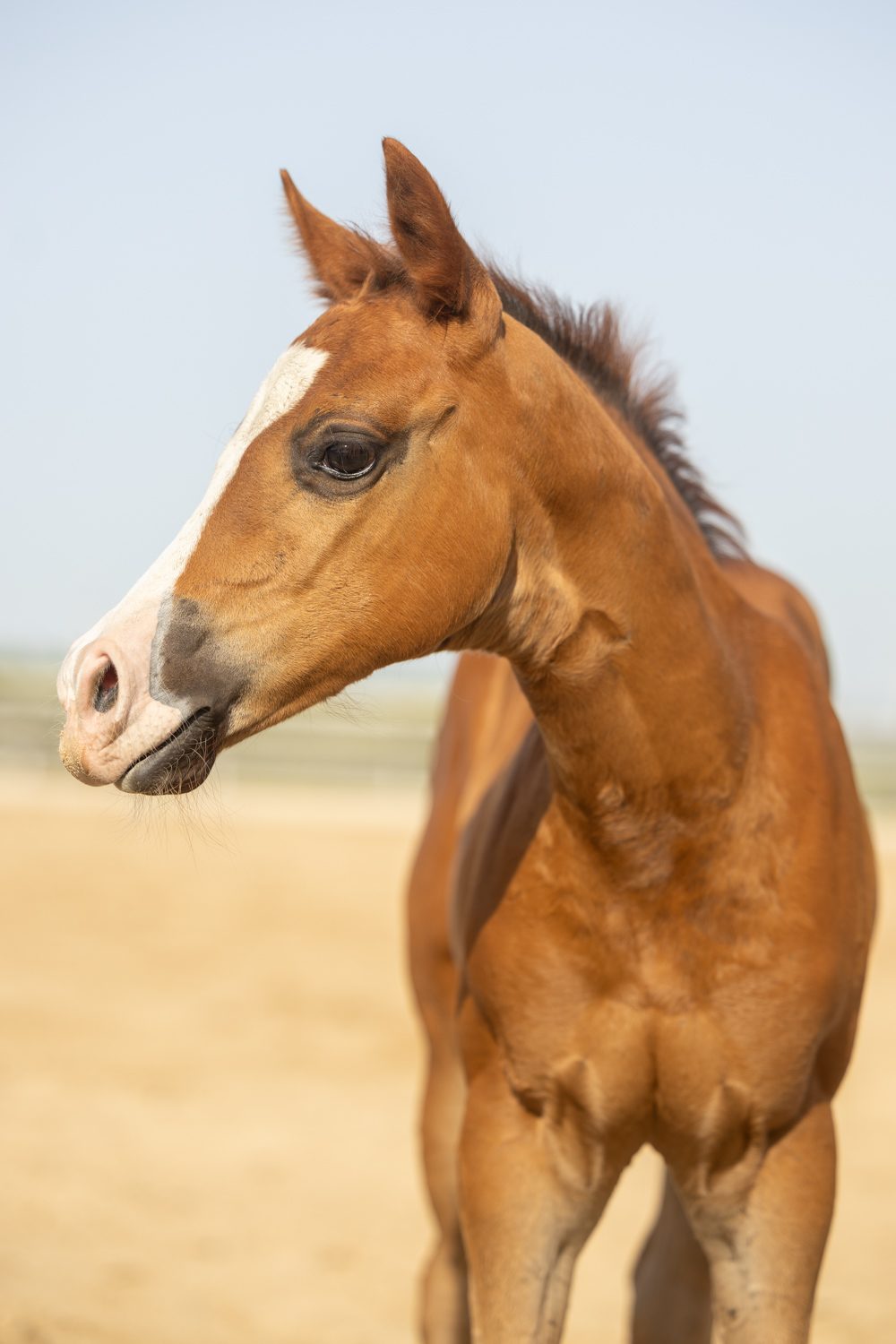 Quarter Horse veulen Tess – foto 10