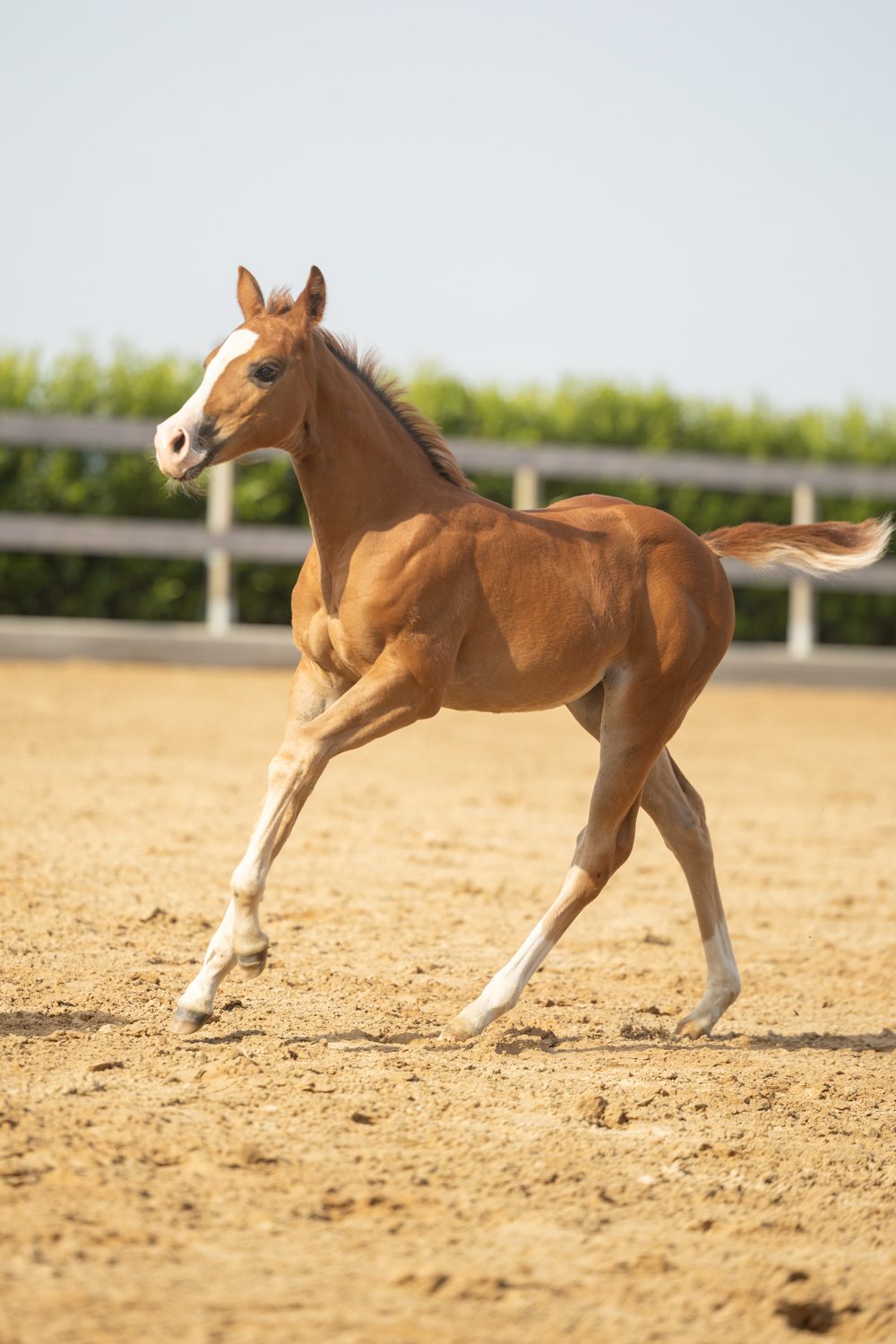 Quarter Horse veulen Tess – foto 2
