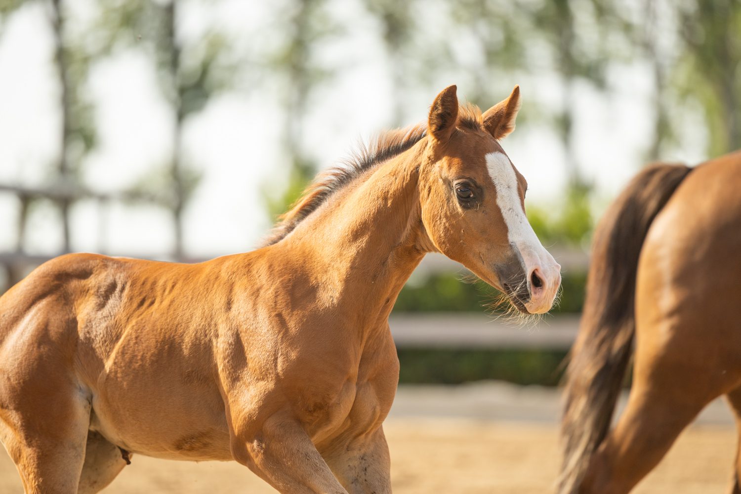 Quarter Horse veulen Tess – foto 3
