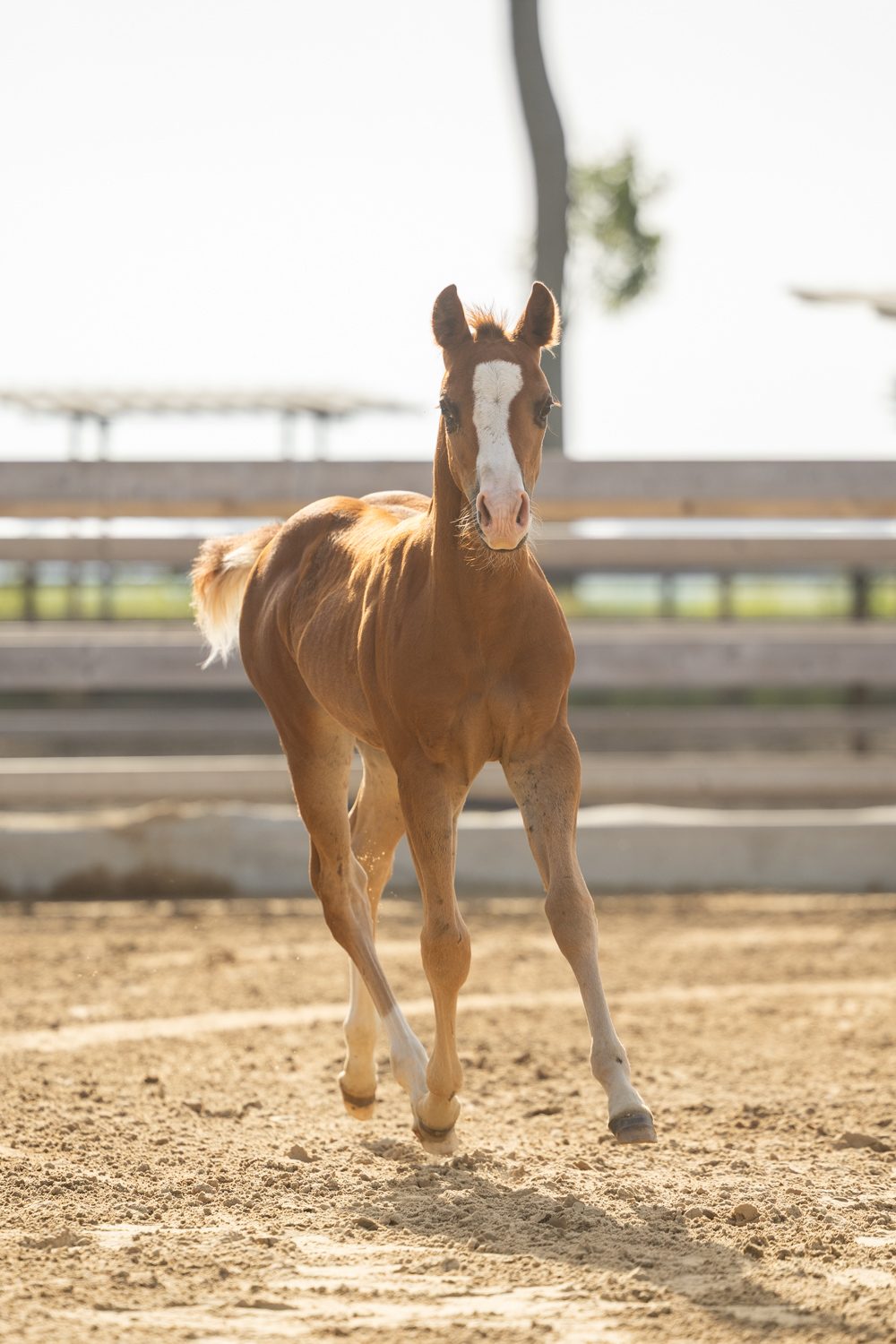 Quarter Horse veulen Tess – foto 4