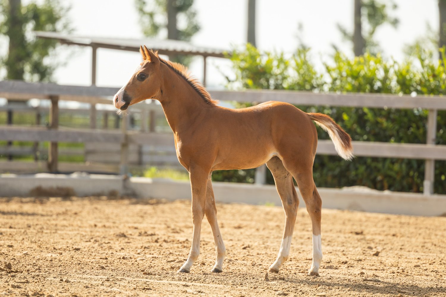 Quarter Horse veulen Tess – foto 5