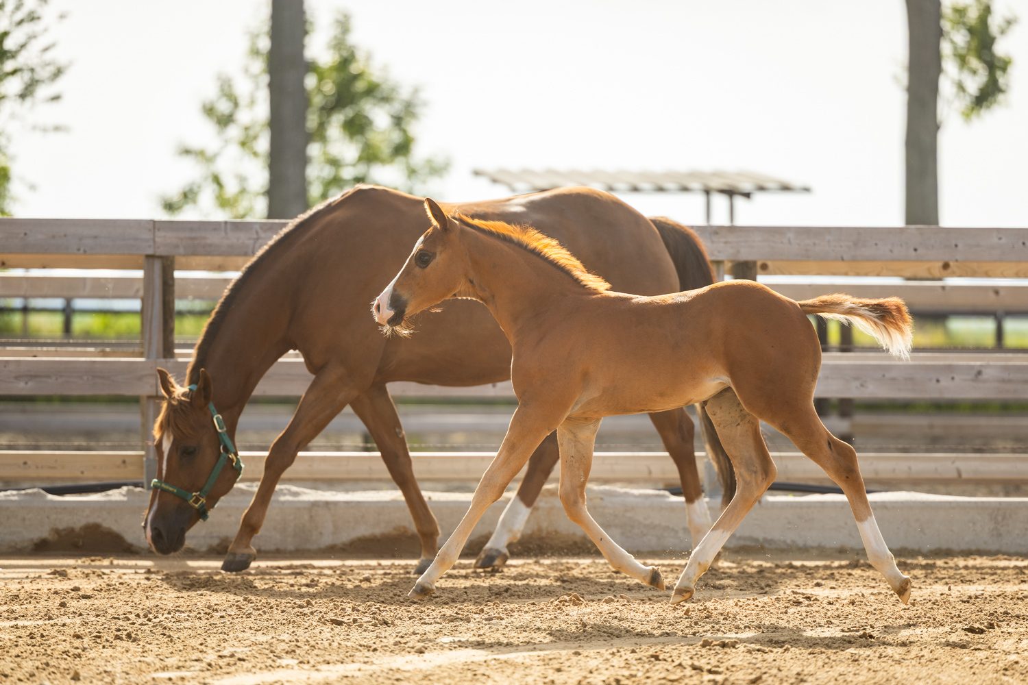 Quarter Horse veulen Tess – foto 6