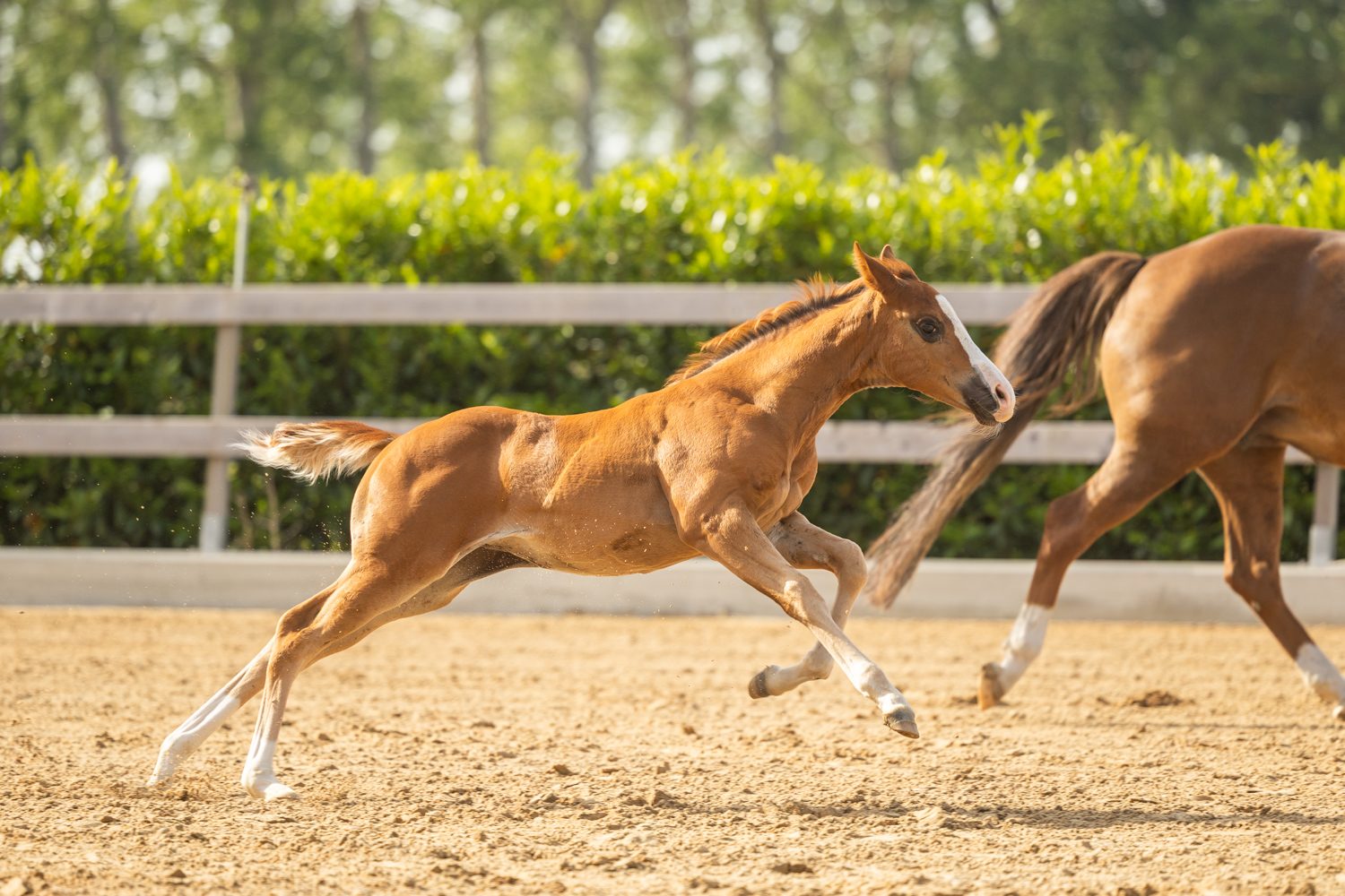 Quarter Horse veulen Tess – foto 7