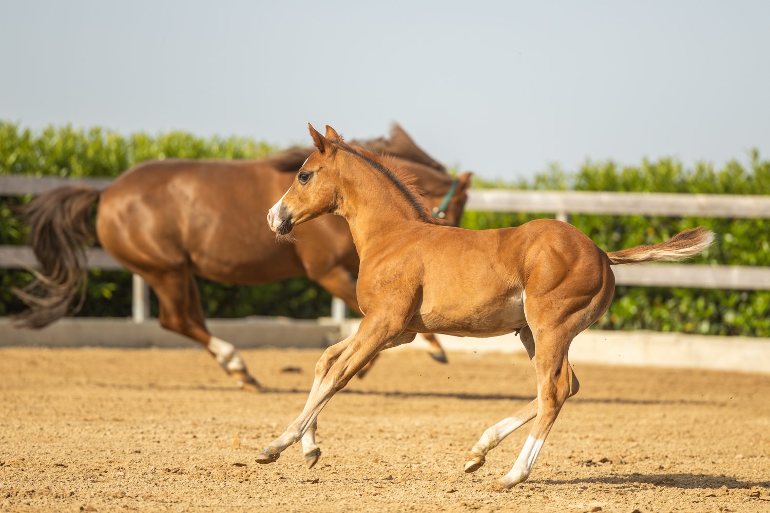 Quarter Horse veulen Tess – foto 8