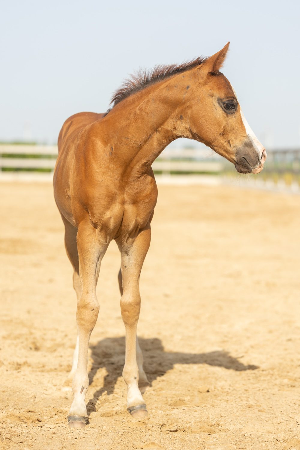 Quarter Horse veulen Tess – foto 9