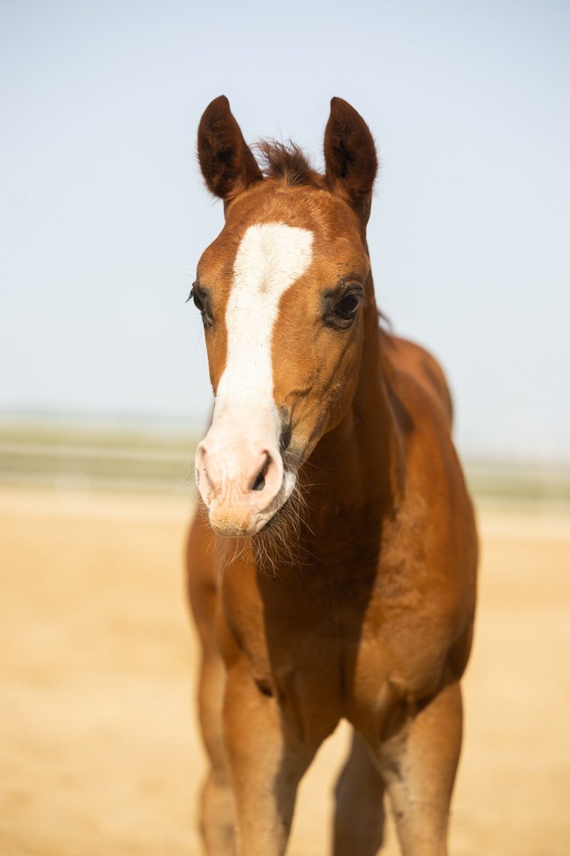 Quarter Horse veulen Tess (2026) te koop bij OK Farm Reiners