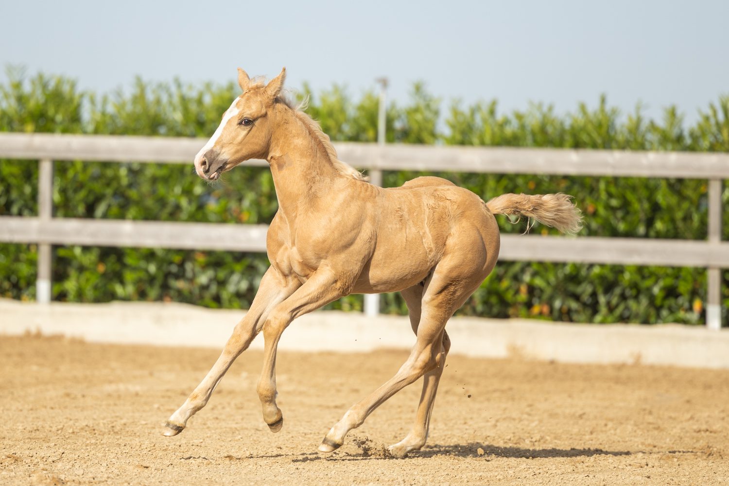 Quarter Horse veulen Tuck – foto 1