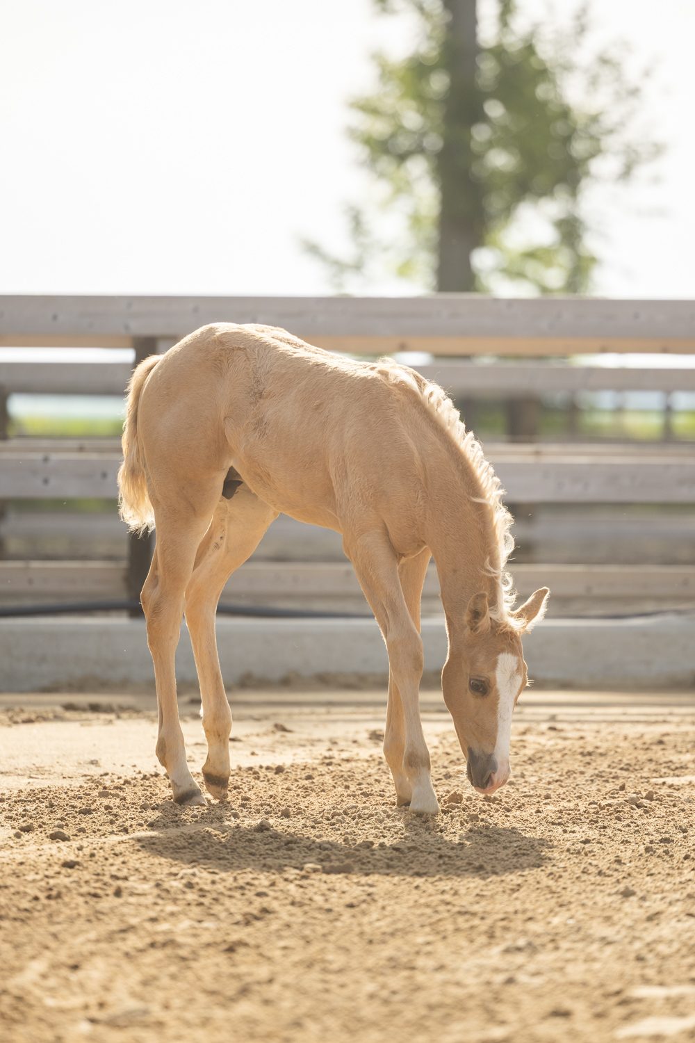 Quarter Horse veulen Tuck – foto 2